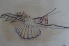 Muscheln am Strand, Aquarell-Bleistift 25 x 35 cm